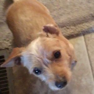 Meet your Posher, Lahoma